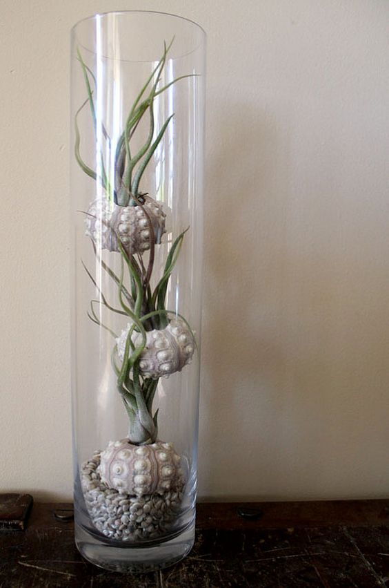 27 Coolest Ways To Display Air Plants - Shelterness