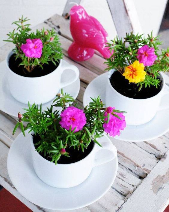 bold flowers planted in modern white teacups