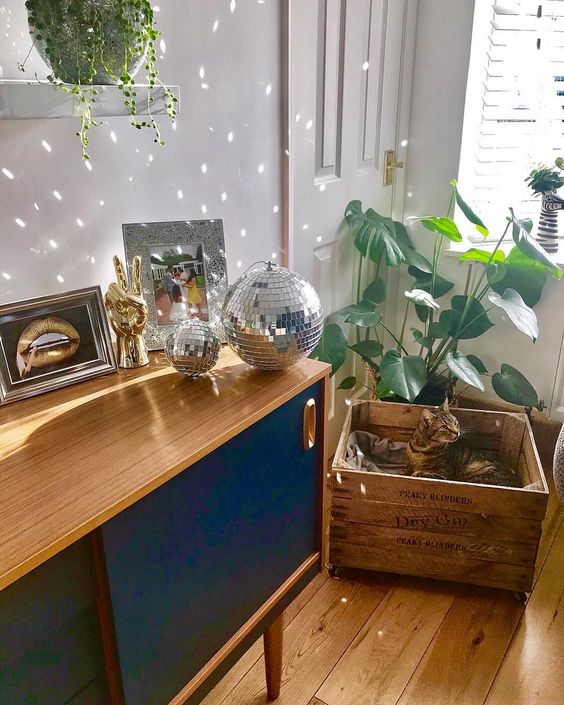 a modern space with a stained and navy sideboard and disco balls, potted plants and a crate with a cat