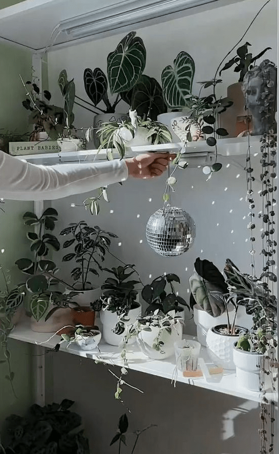 a shelving unit with potted plants and a small disco ball that fills the space with cute lights is a cool idea