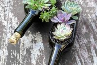 Wine bottles work as containers for a small succulent garden.