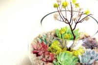 A spring terrarium to grow succulents indoors