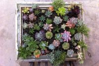 DIY framed succulent garden you can hang on any wall.