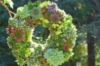 a succulent wreath could be called a little garden by itself