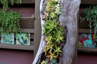 an old log is a perfect conainer for a really creative succulent garden