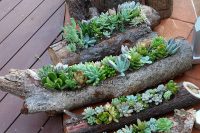 hollowed out logs and timber rounds are inexpesive containers for beautiful succulent gardens you can DIY