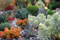 simple yet really colorful outdoor succulent garden