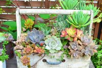 some succulent gardens could be movable