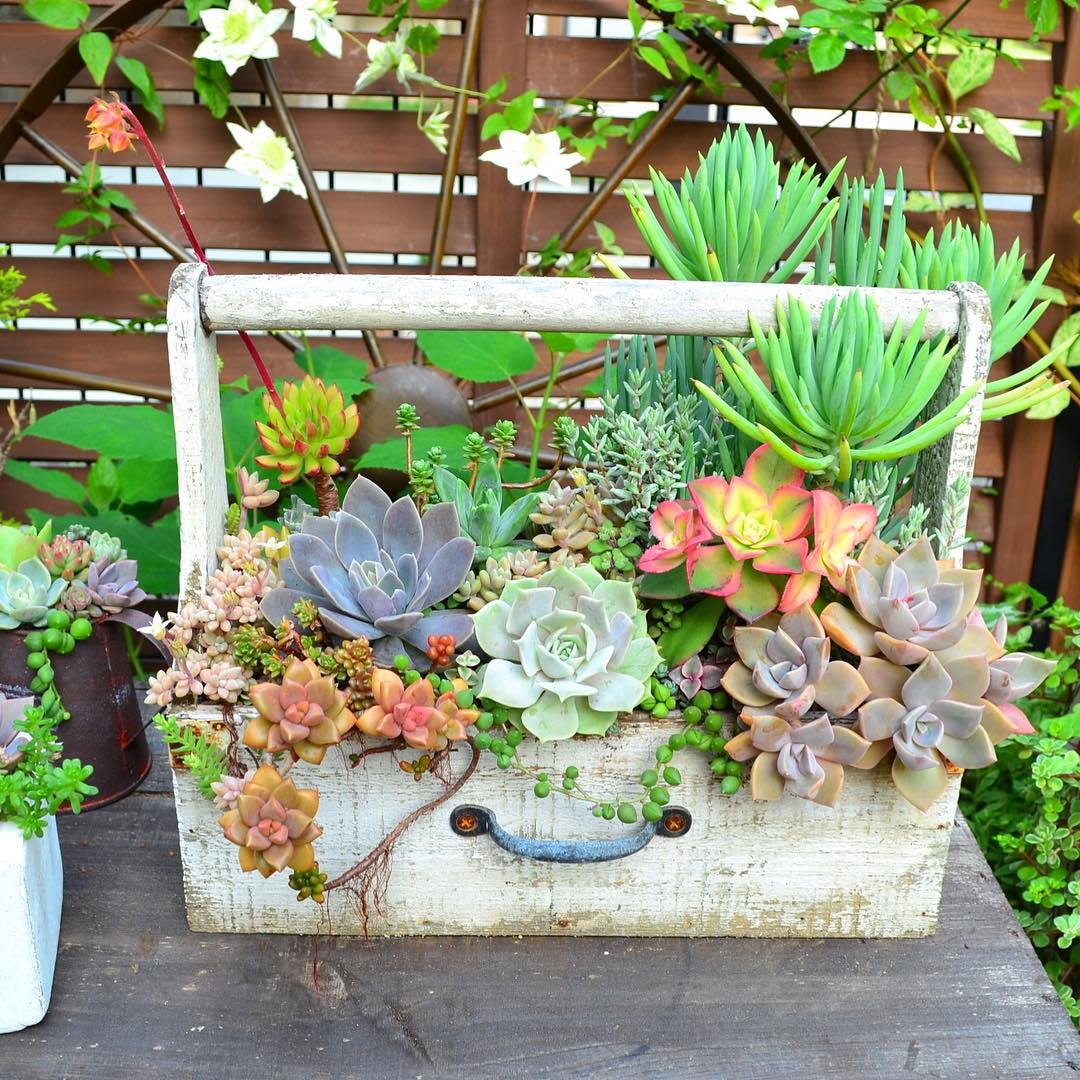 some succulent gardens could be movable