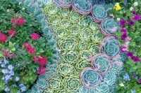 you could solve different landscape taks with succulents as effective as with other plants