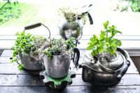 Vintage kettles are great containers for a little decorative tabletop garden.