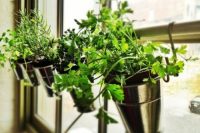 If space is at a premium, don’t forget you can use your windows to grow some herbs for your cooking.