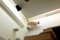 DIY cat steps wall