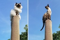 DIY cat climber