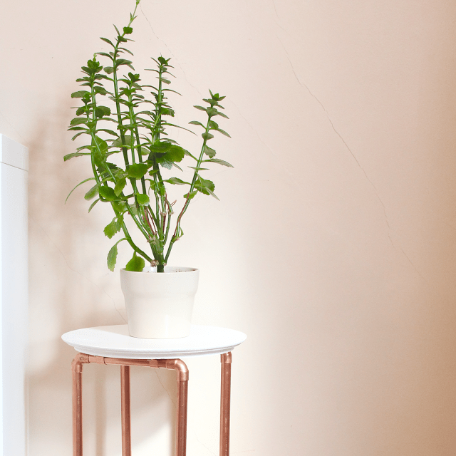 DIY plant stand with copper pipe legs (via thesurznickcommonroom)
