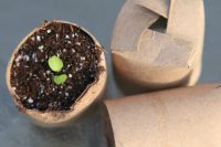 DIY seed starters from toilet paper rolls