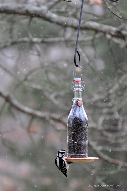 DIY colorful wine bottle bird feeder (via www.thegardenroofcoop.com)