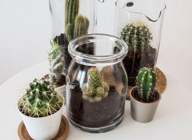stylish cactus planter from a jar