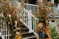 15 corn husks, pumpkins, orange potted flowers and a scarecrow