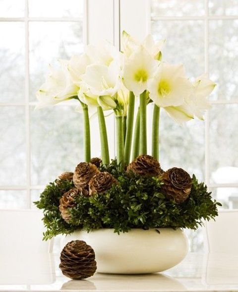 amaryllis bulbs, bunched boxwood branches, and pinecones are perfect to make a christmas bowl display