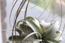 02 concentric brass coils to support your favorite air plant