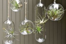 03 hanging glass spheres with air plants