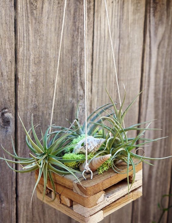 27 Coolest Ways To Display Air Plants Shelterness - Diy Air Plant Ideas