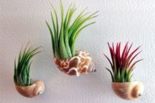 14 seashell planters on magnets to mount on a fridge