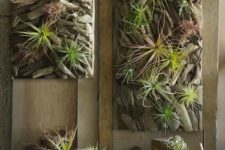 15 driftwood tiles with air plants