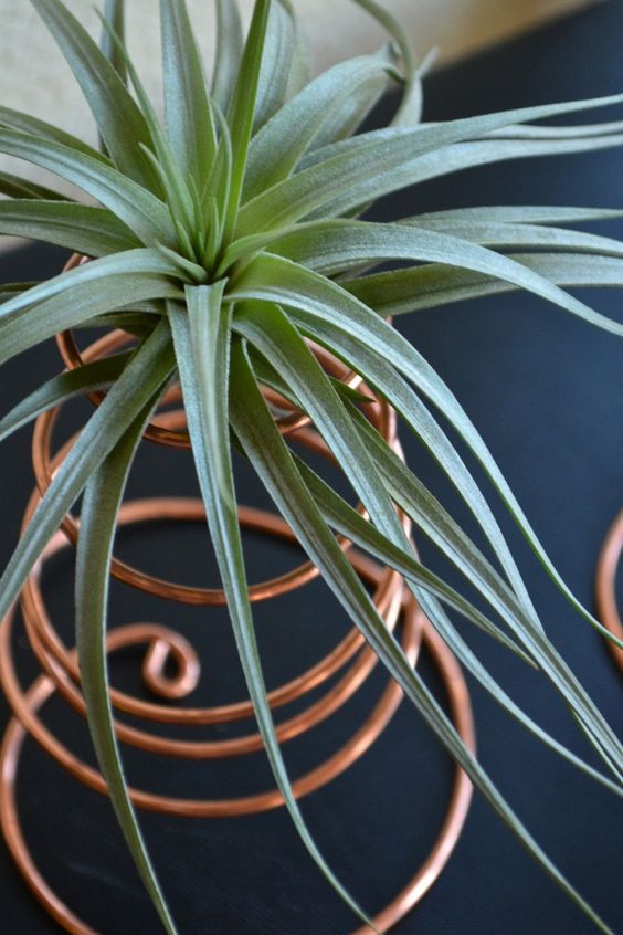 copper wire display for air plants