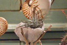 23 shells with air plants on stands