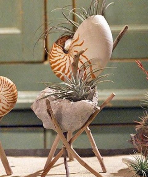 shells with air plants on stands