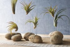 25 stones with wire to display air plants