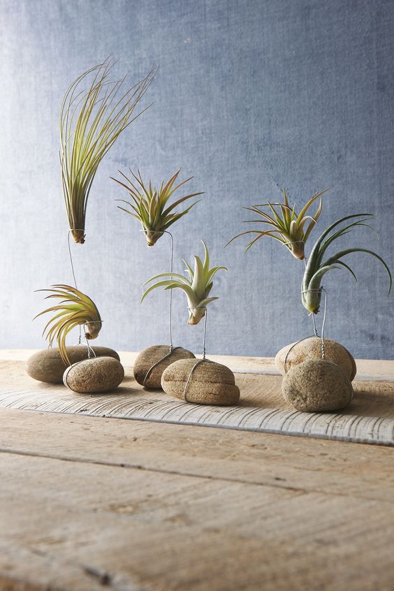 stones with wire to display air plants