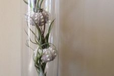 26 tall glass vase with sea urchins and air plants