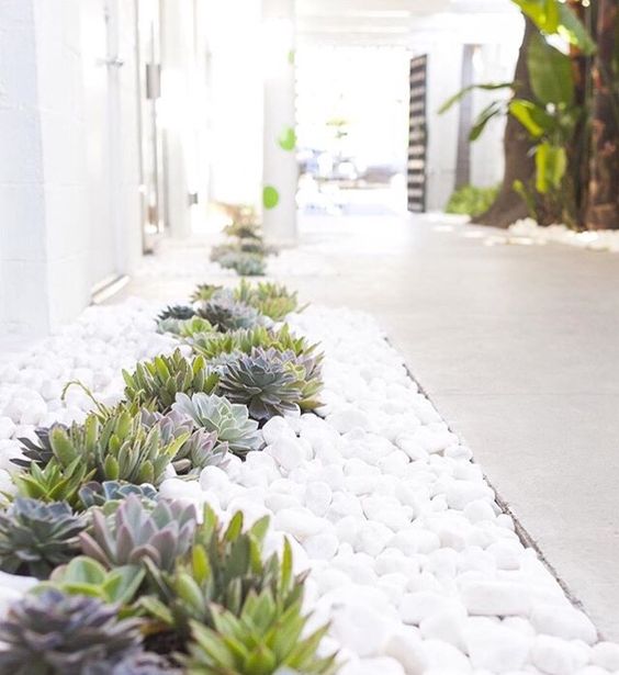 beutiful white pebbles with cute succulents look amazing