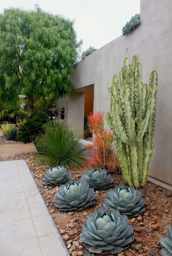oversized cacti and succulent rock garden with a desert feel