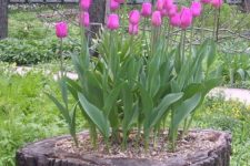 06 bold purple tulips growing right in a tree stump for a contrast