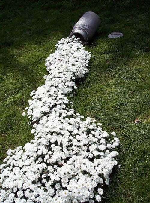 river-shaped white flower bed with a milk churn could become a great alternative to a rock garden