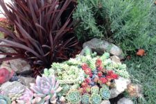 07 succulent variety with flax plant and lavender in rock garden pathway