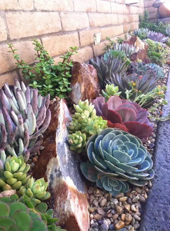 cute house trim idea made of succulents and stones   low water and maintenance make it great