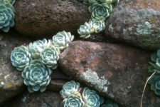 10 rusty stones and light green succulents look amazing together