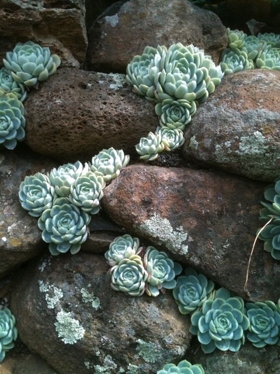 rusty stones and light green succulents look amazing together