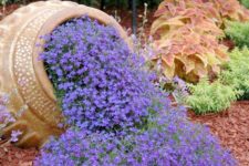 11 Waterfall blue lobelia flowers spilling out of an oversized flower pot