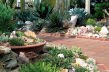 11 stunning rock garden with lots of types of succulents and cacti