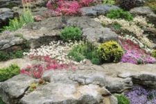 12 Alpine rock garden, spring flowering alpine perennials