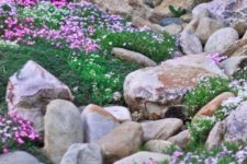 13 Alpine-style rock garden with pink flowers of different kinds