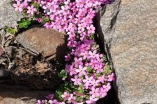 16 pink phlox in between stones looks amazing