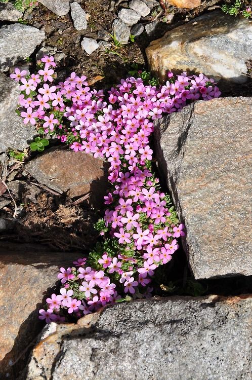 pink phlox in between stones looks amazing