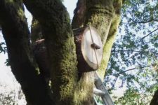 DIY log hive for healthier bees
